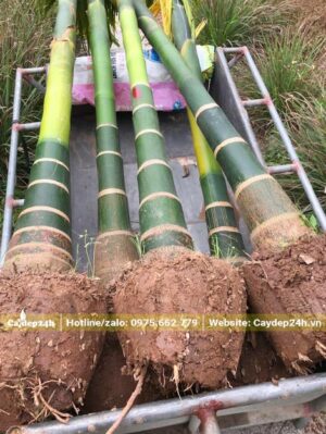 Cau Ta trưởng thành đường kính gốc khoảng 20cm