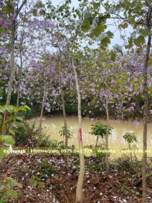 Vườn hoa Ban Trắng Tây Bắc mùa hoa, bứng bầu để dâm ủ thời điểm này là đẹp nhất