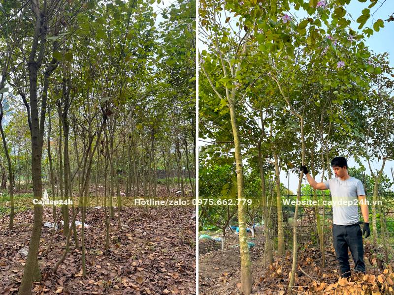 Chọn và bứng cây Ban Tây Bắc vanh 10 - 20cm, chiều cao khoảng 3 - 4m