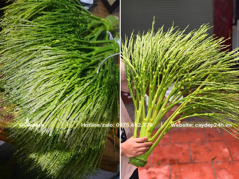 Buồng hoa của cây Cau Ta được hái xuống để thờ, cắm lọ hoa trang trí nhà cửa