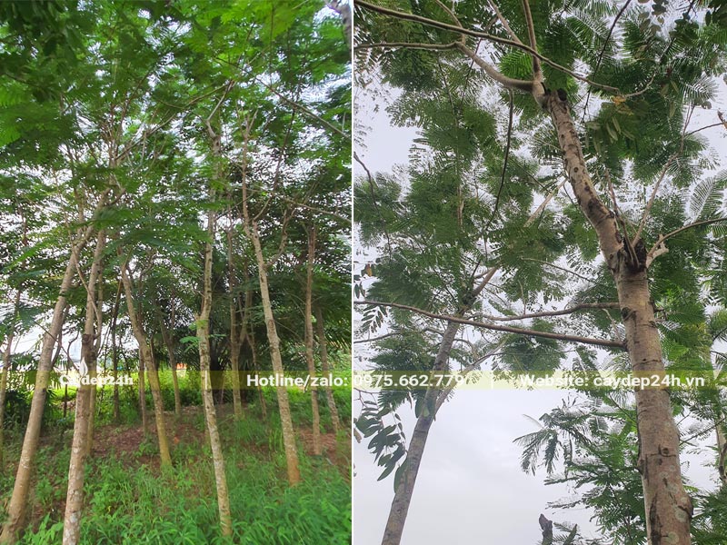 Cây được cắt tỉa đẹp, phân cành cao, thân thẳng