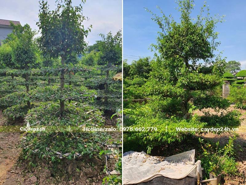 Vườn trồng, cắt tỉa và tạo thế Sanh bonsai