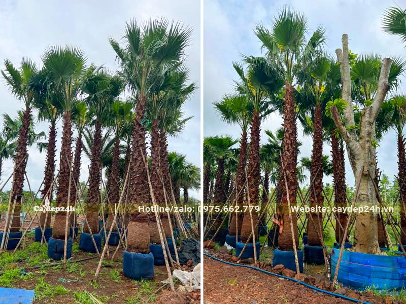 Hàng chục cây Cọ Mỹ lóng cao 2m trở lên, đã bọc bầu cẩn thận, dựng cọc chống chắc chắn
