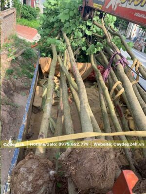Cẩu cây ban lên thùng xe buộc cẩn thận để chuyển đến từng hố trồng đã đào sẵn