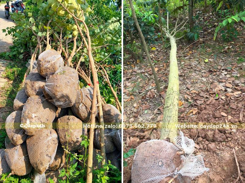 Bứng hàng chục cây Ban Tây Bắc đường kính gốc từ 5 - 10cm