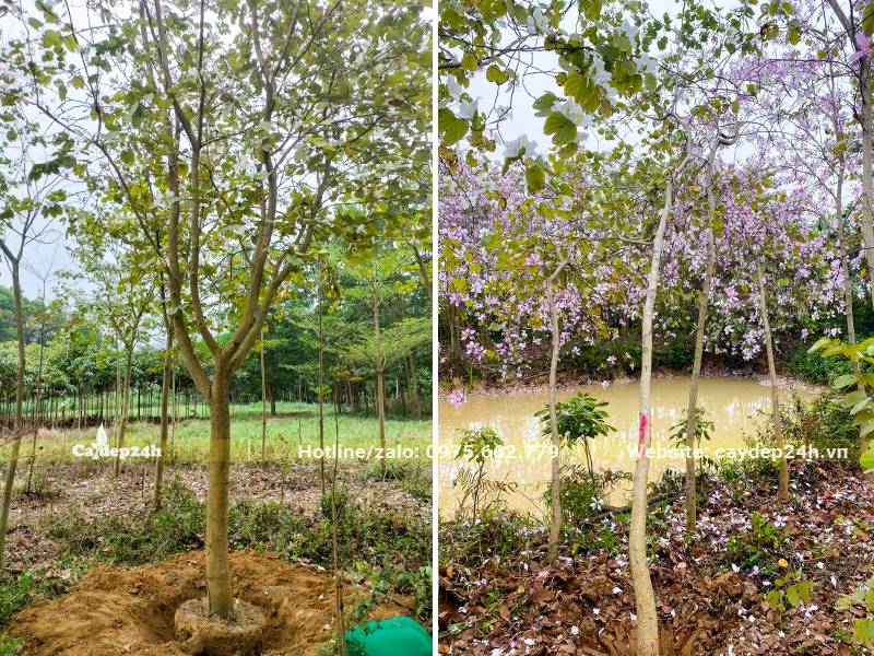 Bứng cây Ban Trắng đang ra hoa, đem về dâm ủ khoảng 6 tháng trước khi bán