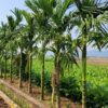 Hàng cây cau Ta trưởng thành đã trồng khoảng 4 - 5 năm
