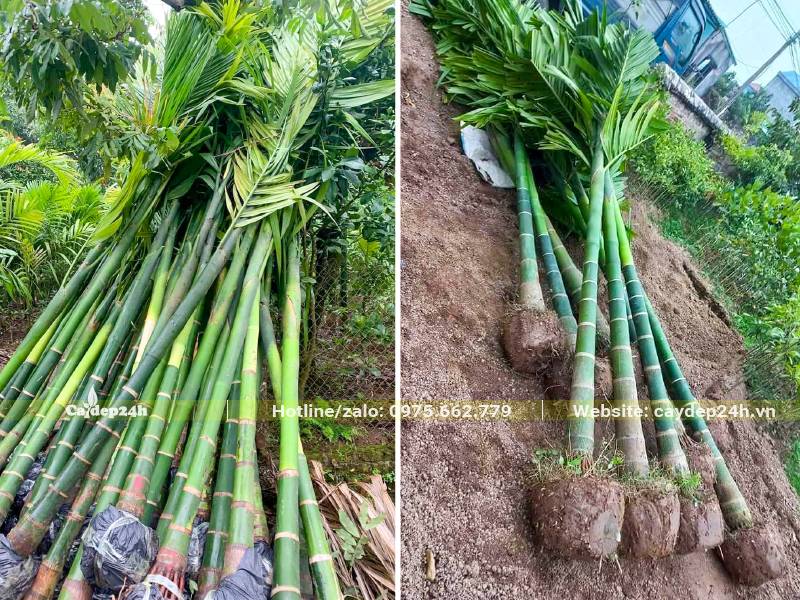 Mua cây Cau Ta con lộ thân 50cm, đường kính gốc 10 - 13cm