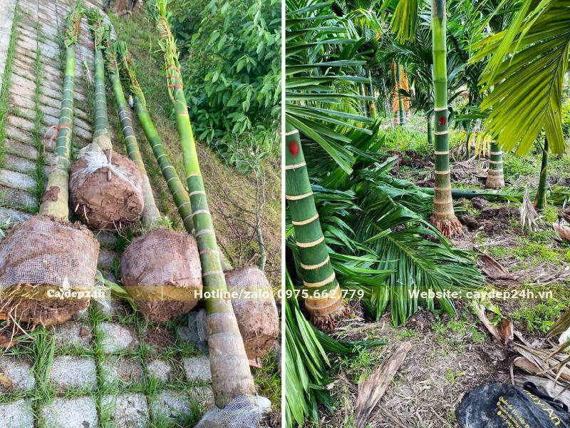 Bứng số lượng lớn Cau Ta lóng thân cao 1 - 2m