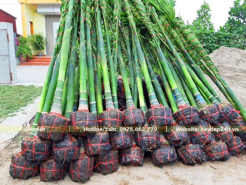 Hàng chục cây Cau Ta được bó cành, bọc bầu cẩn thận chuyển đến công trình