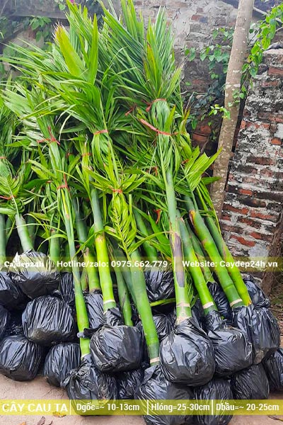 Hàng chục cây Cau Ta giống lộ thân khoảng 30cm