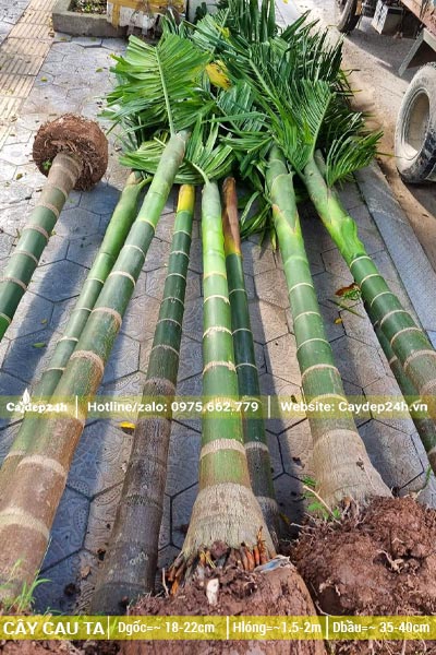 Buộc cành, bó bầu cho lô cây Cau Ta lóng thân cao khoảng 2 - 2,5m