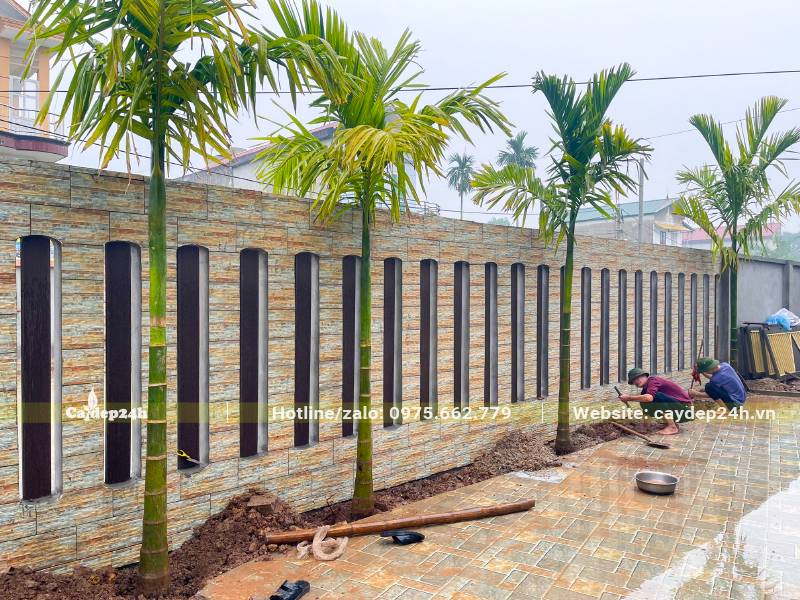 Trồng hàng cây Cau Ta trước nhà