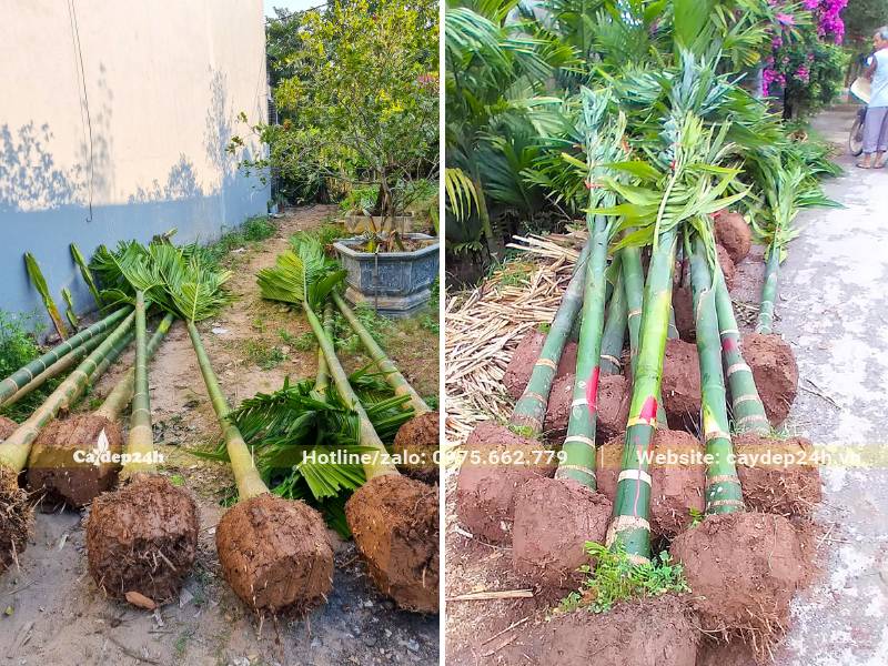 Những cây Cau ăn trầu lộ thân 50 - 80cm mới bứng bầu