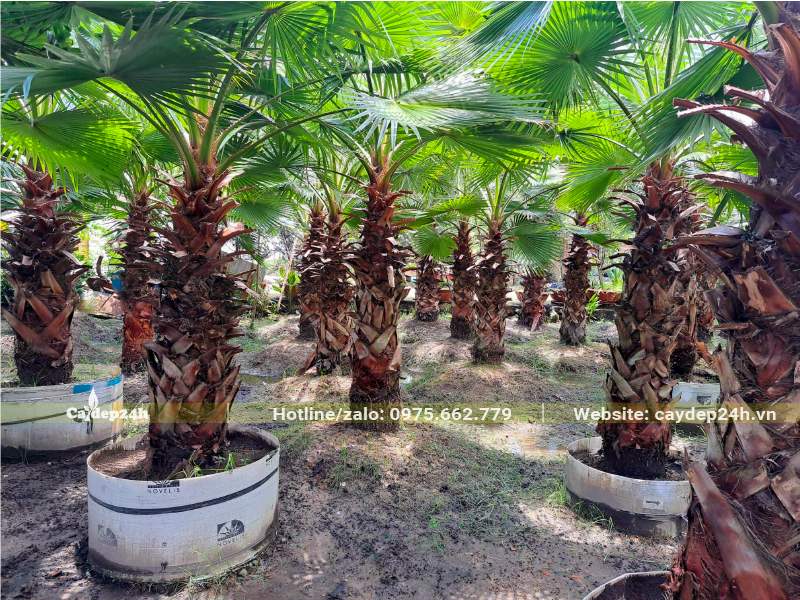 Vườn dưỡng ủ cây Cọ Mỹ lóng cao 1 - 1,5m