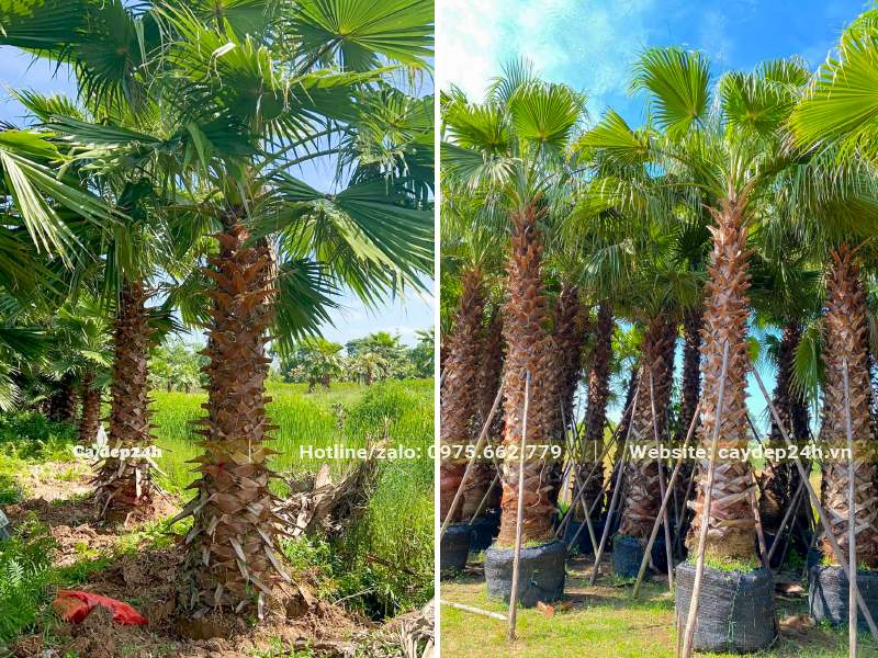 Cây Cọ Mỹ lâu năm lóng cao 3 - 4m, đường kính gốc từ 40cm trở lên