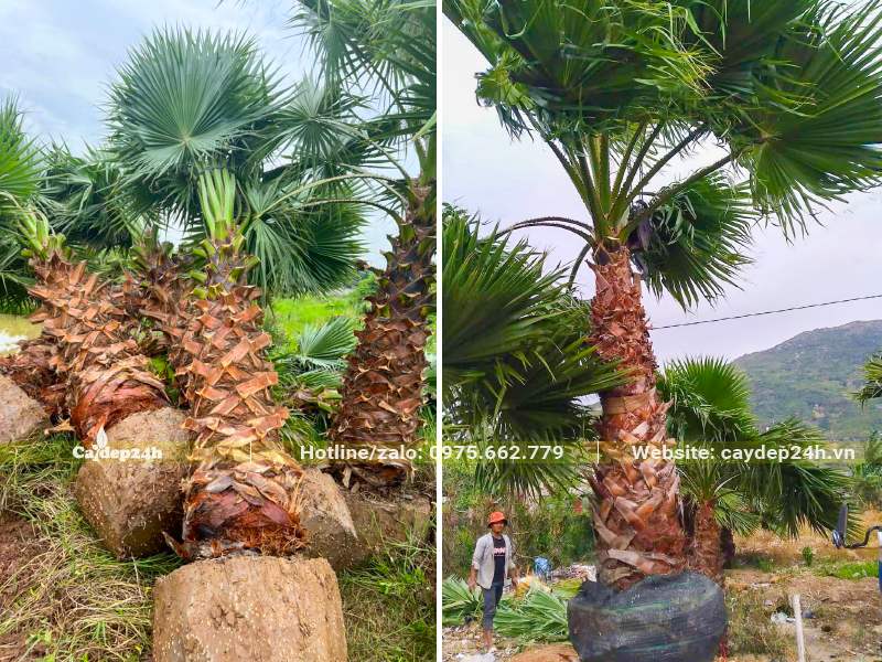 Đang di chuyển cây Cọ Mỹ kích thước lớn lên xe bằng cần cẩu