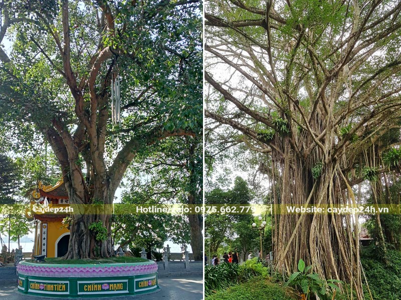 Cây Bồ Đề và cây Đa cổ thụ trồng ở những ngồi chùa và đền lớn tại Hà Nội và Phú Thọ
