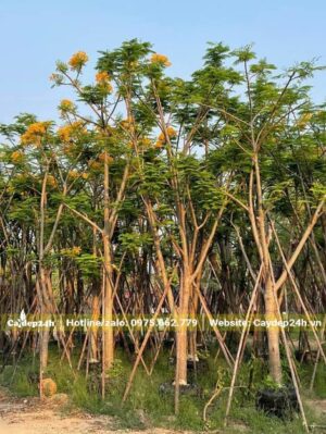 Cây dưỡng ủ, chuyển đảo kích thước lớn, số lượng hàng trăm cây