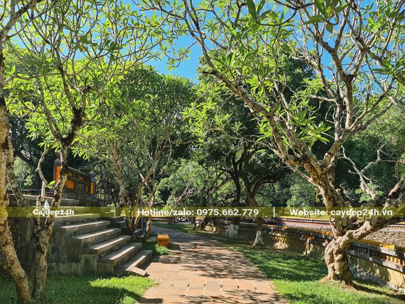 Cây hoa Đại cổ thụ trồng khu lăng mộ