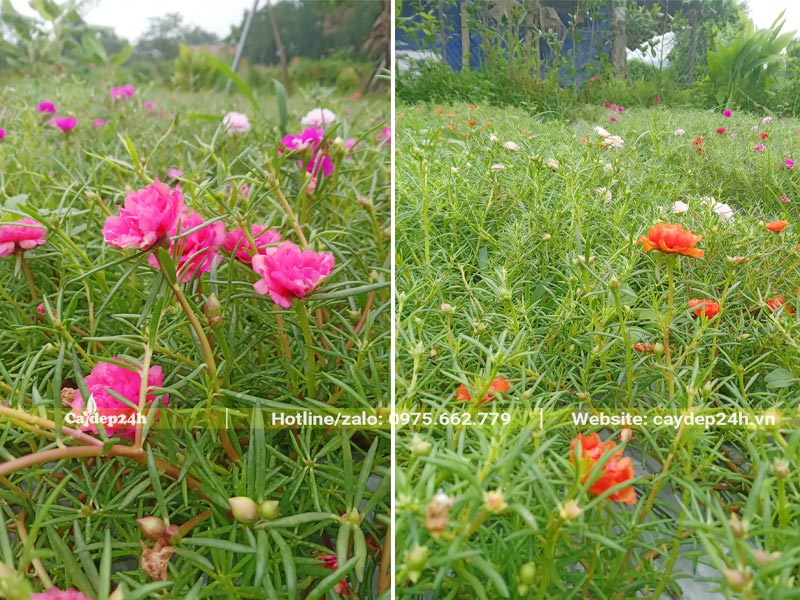 Mua cây Hoa Mười Giờ màu hồng và cam tại vườn