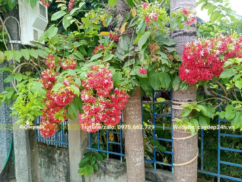 Trồng cây Sử Quân Tử leo hàng rào bên cạnh nhà, hoa nở thành chùm lớn, màu đỏ rực rỡ