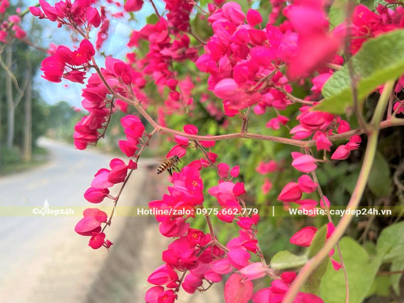 Tường rào được phủ đầy sắc hoa màu hồng của cây Tigon