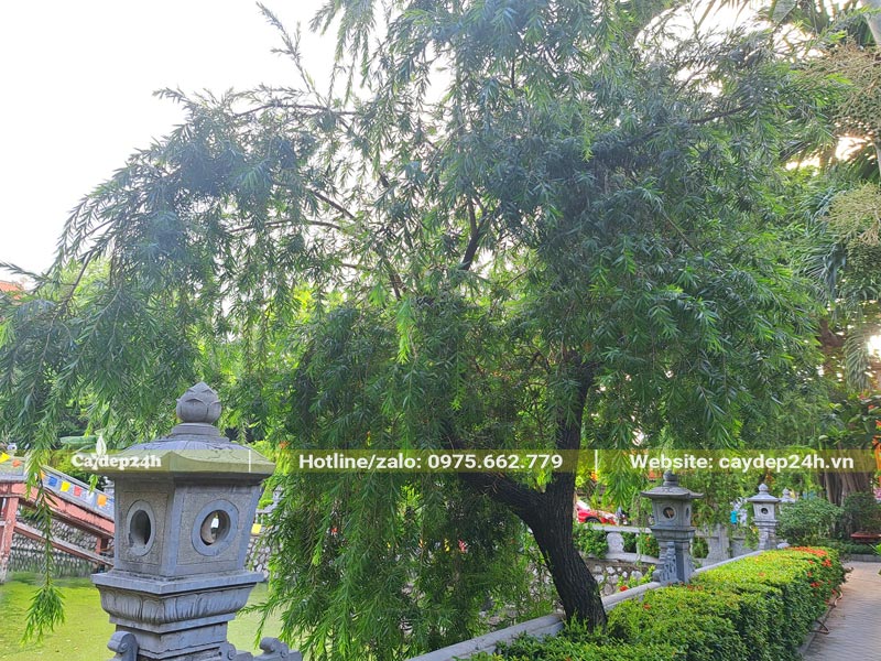Cây Liễu đỏ rủ cành bên hồ tạo cảnh đẹp, nên thơ cho nơi tâm linh