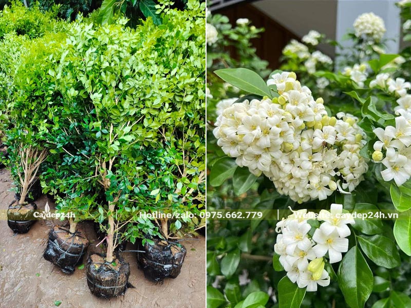 Cây Nguyệt Quế trưởng thành, cao hơn 1m, đã ra hoa