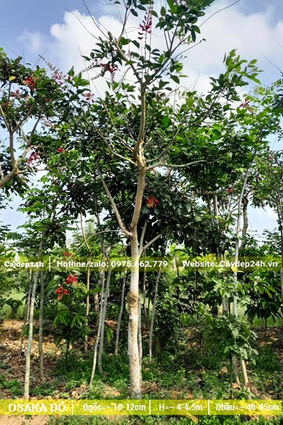 Vườn dưỡng cây osaka đỏ công trình cao hơn 4m, đang ra hoa, vanh 20 - 25