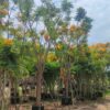 Mua cây Phượng Vàng công trình đang dâm ủ, hoa nở đẹp