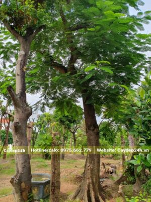 Phượng Vàng cổ thụ đang dâm ủ tại nhà vườn