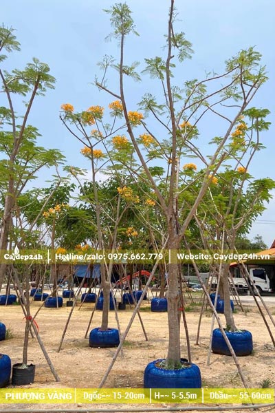 Hàng chục cây Phượng Vàng công trình đường kính gốc 20cm, đã bọc bầu cẩn thận