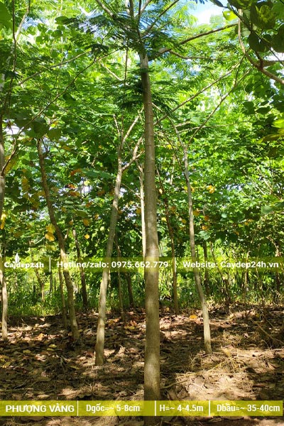 Vườn trồng cây hoa Phượng Vàng đã nhiều năm tuổi, đường kính gốc từ 5 - 8cm
