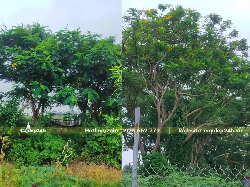 Những cây Phượng Vàng cổ thụ cao gần 10m, tán tỏa rộng, xanh mướt