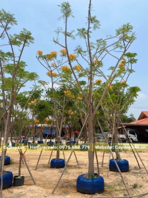 Cây hoa Phượng Vĩ Vàng đang dâm ủ, đứng chắc chắn nhờ các cọc chống