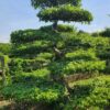 Cây Sanh công trình lâu năm, dáng long sang trọng
