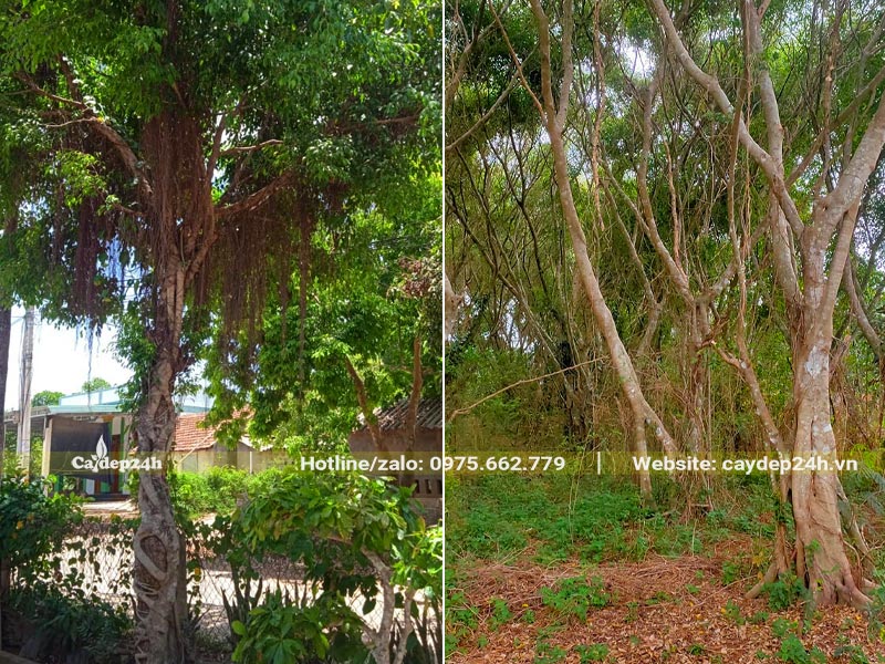 Cây Sanh cao từ 4 - 6m