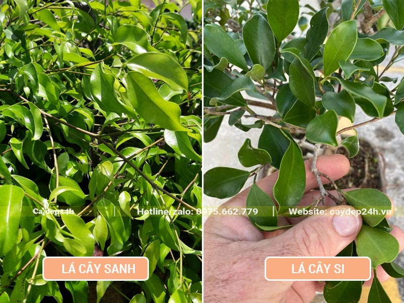 Quan sát kỹ hình thái lá của cây Sanh và cây si để phân biệt