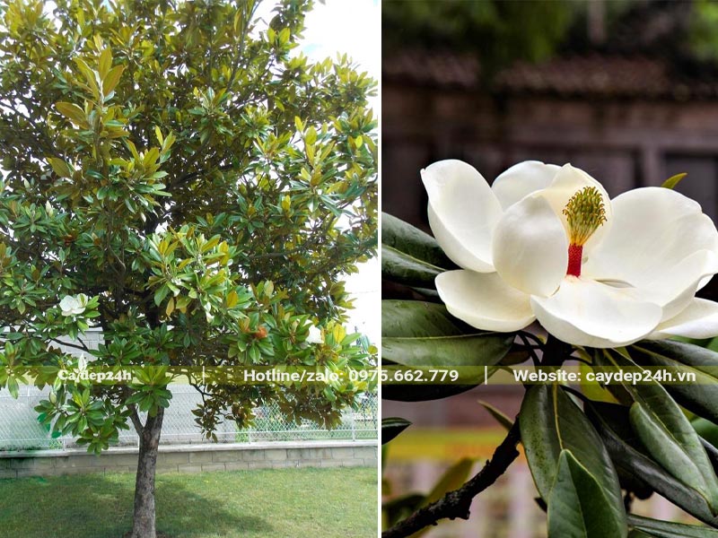 Cây Sen Đất đang nở những bông hoa trắng tinh khôi và thuần khiết