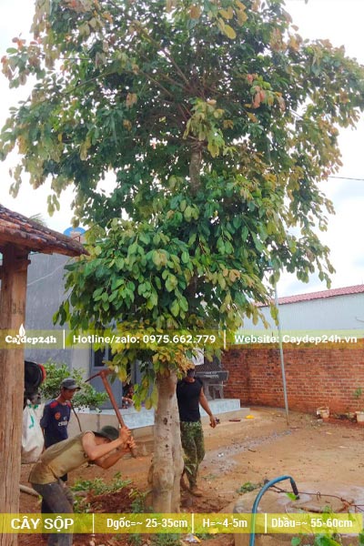 Công nhân đang đào đất, bứng bầu cây Sộp cao hơn 5m