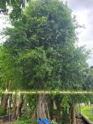 Sộp Lá nhỏ đường kính gốc >50cm