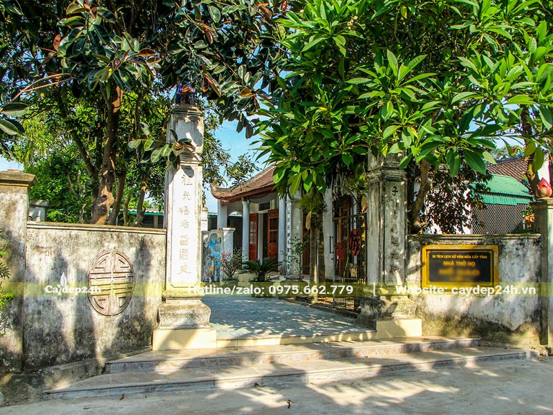Cây xanh tâm linh trồng trước cổng và trong sân nhà thờ họ