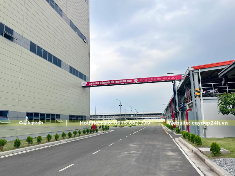 Những hàng cây đẹp, nhỏ xinh trồng hai bên lối đi trong nhà máy tại Hải Phòng