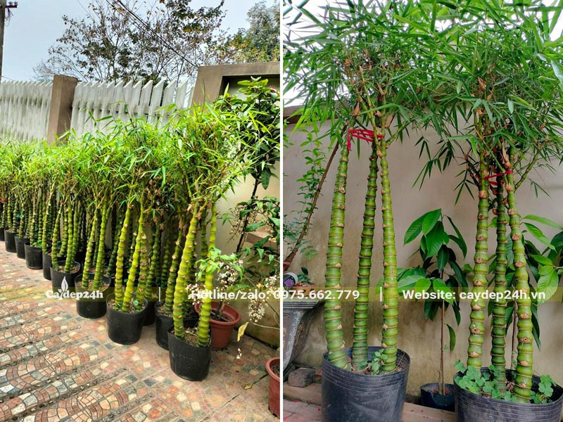 Mua cây Trúc trồng hàng rào đẹp, hình thái đẹp, độc đáo