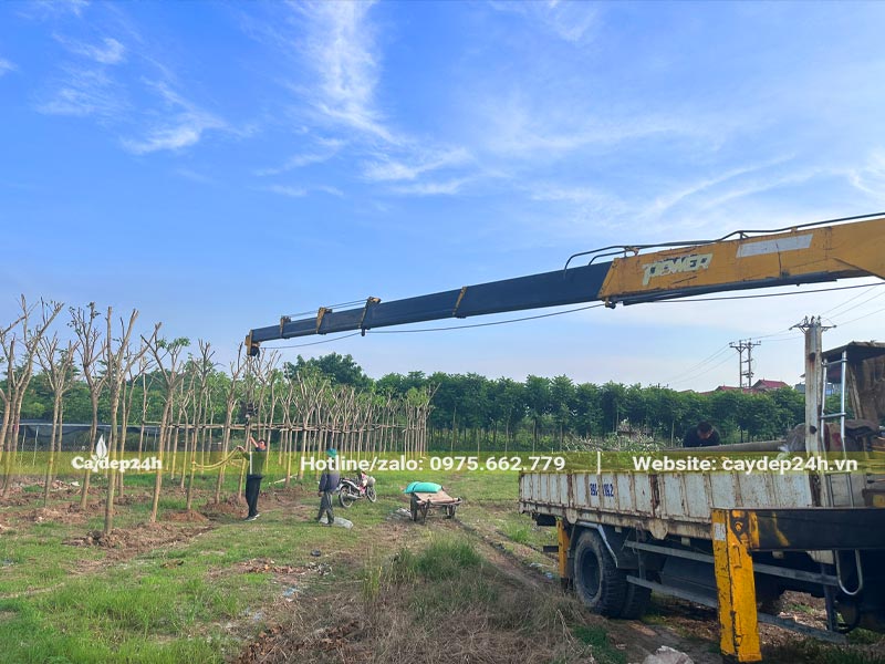 Dùng cần cẩu nâng từ cây trồng lên xe