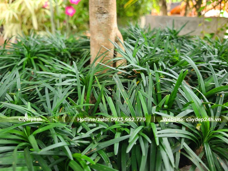 Bồn hoa được phủ xanh bằng cỏ Gấu Mỹ