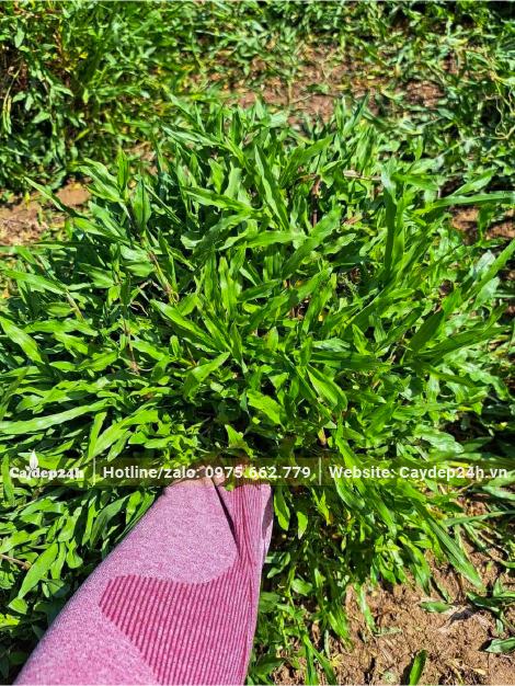 Miếng cỏ gừng thường kích thước 20 - 30cm