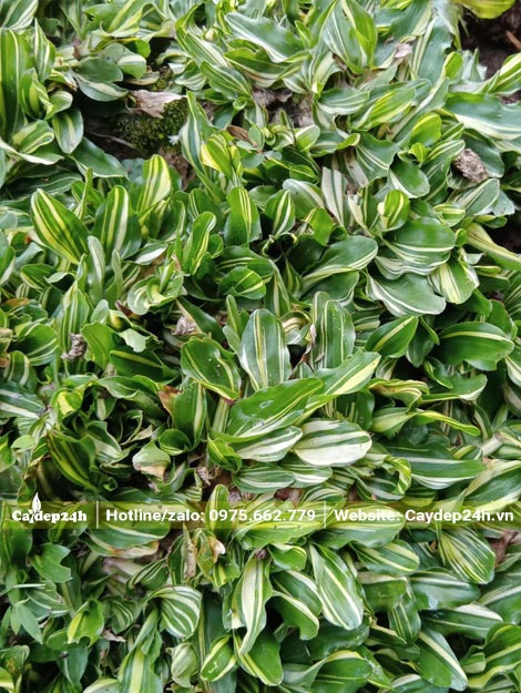 Cỏ Lá Gừng Thái cẩm thạch màu sắc đẹp, hình dáng lá thon tròn