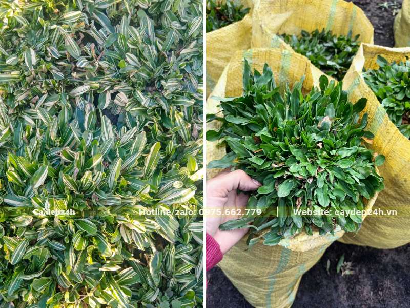 Bên trái là cỏ lá gừng Thái cẩm thạch màu sắc đẹp và thú vị